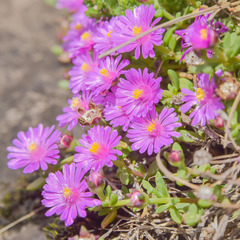 Delosperma katbergense