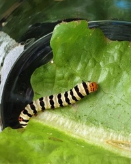 Diaphone mossambicensis