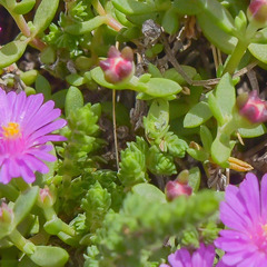 Delosperma katbergense
