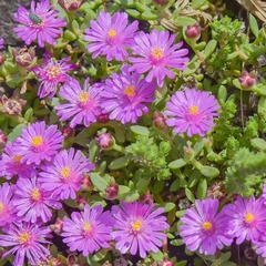 Delosperma katbergense