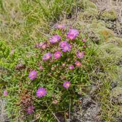Delosperma katbergense