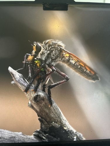 Chrysopogon muelleri