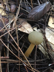 Leotiomycetes