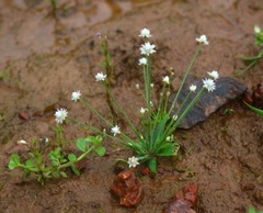 Eriocaulon stellulatum