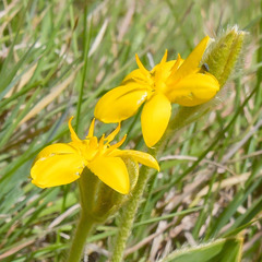 Hypoxis costata