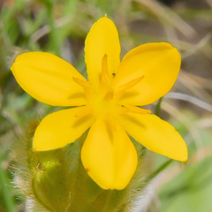 Hypoxis costata