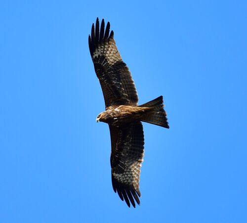 Black Kite