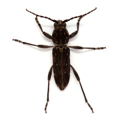 Chlorophorus capensis