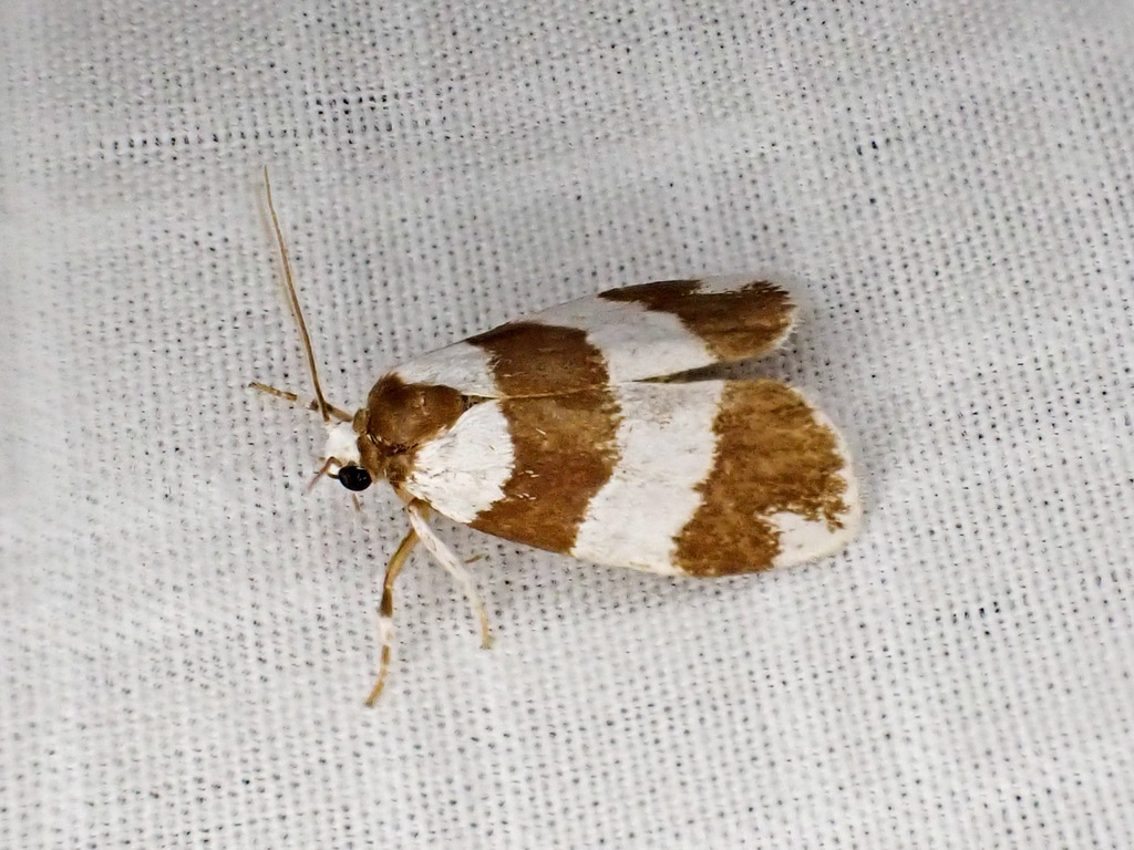 Garudinodes bicolorana (Garudinodes bicolorana)