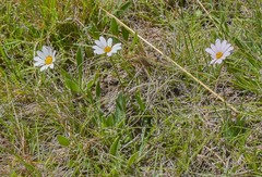 Dimorphotheca caulescens