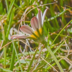 Dimorphotheca caulescens