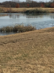 Charadrius vociferus