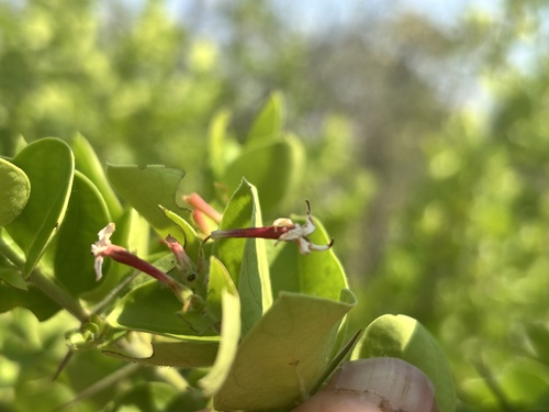 Bush Plum