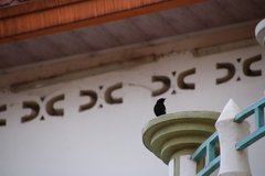 Myrmecocichla arnotti collaris