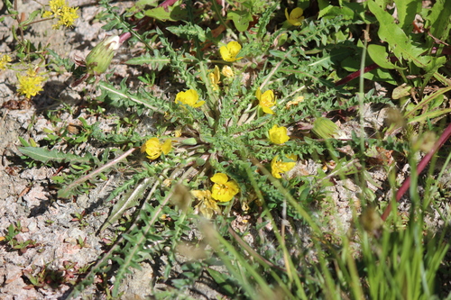 Short-flower Suncup (Taraxia breviflora)