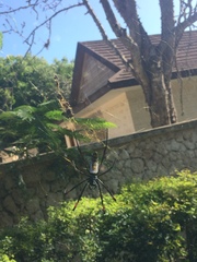 Trichonephila inaurata