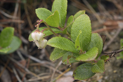 Gaultheria pyroloides