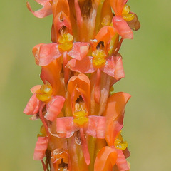 Disa chrysostachya