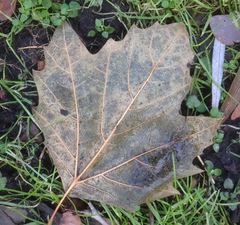 Platanus occidentalis