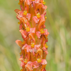 Disa chrysostachya