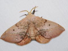 Anthela varia