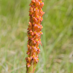 Disa chrysostachya