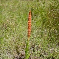 Disa chrysostachya