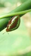 Chelymorpha alternans