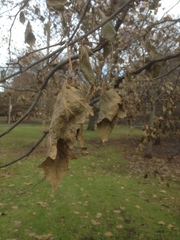 Platanus occidentalis