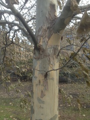 Platanus occidentalis