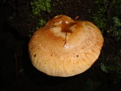 Fungi