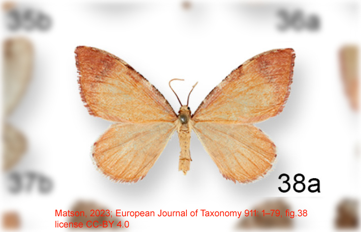 Stamnodes apollo