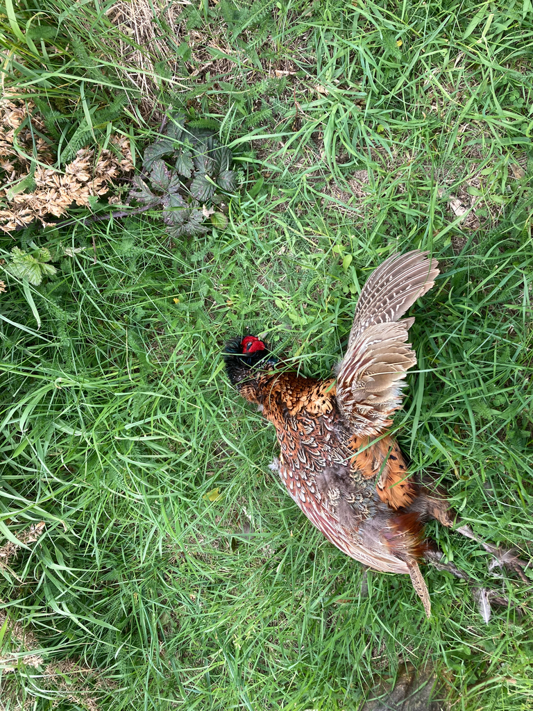 Ring-necked Pheasant from Governors Bay, Canterbury, NZ on October 26 ...