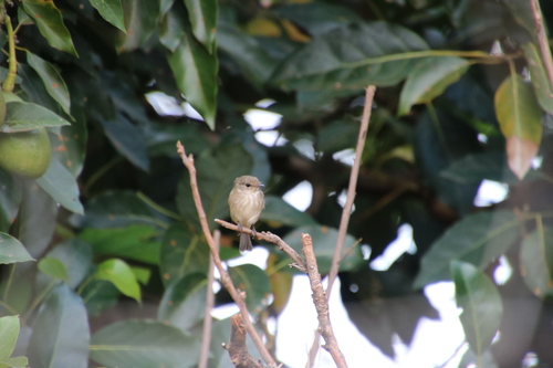 African Dusky Flycatcher