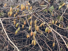 Japanischer Strahlengriffel (Actinidia polygama): Herkunft und Verwendung — Foto 2