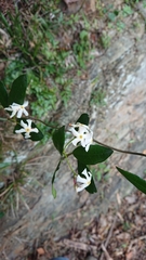 Apocynoideae