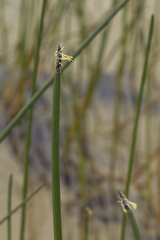 Eleocharis kamtschatica