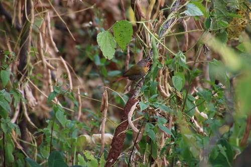 Green-winged Pytilia
