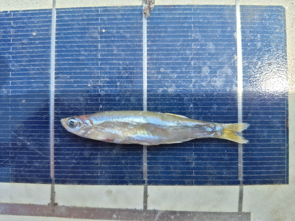 Lake Victoria sardine (Rastrineobola argentea) — Cyprinidae
