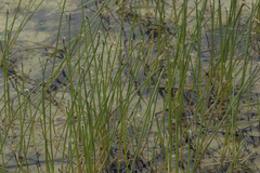 Eleocharis kamtschatica