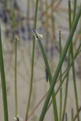 Eleocharis kamtschatica