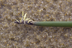 Eleocharis kamtschatica