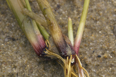 Eleocharis kamtschatica