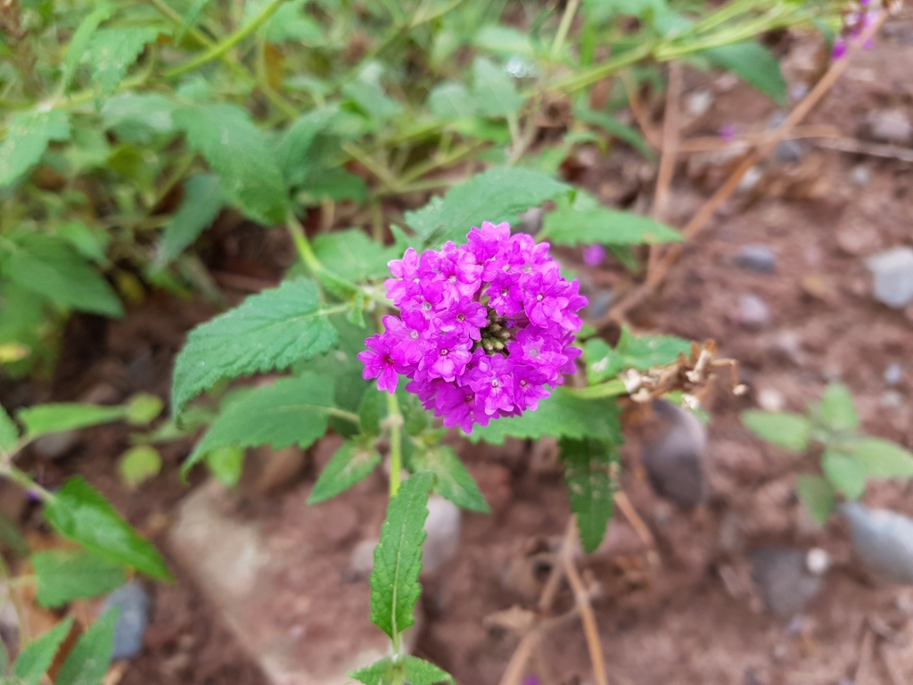 Glandularia scrobiculata