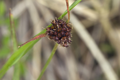 Luzula capitata