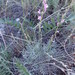 Astragalus tenuifolius - Photo (c) cdolnik,  זכויות יוצרים חלקיות (CC BY-NC)