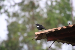 Myrmecocichla arnotti collaris