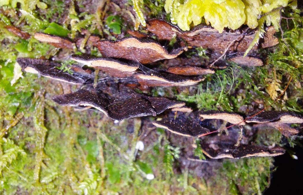 Hymenochaete microcycla · October 2025 · photo: © catchwords (iNaturalist, cc-by)
