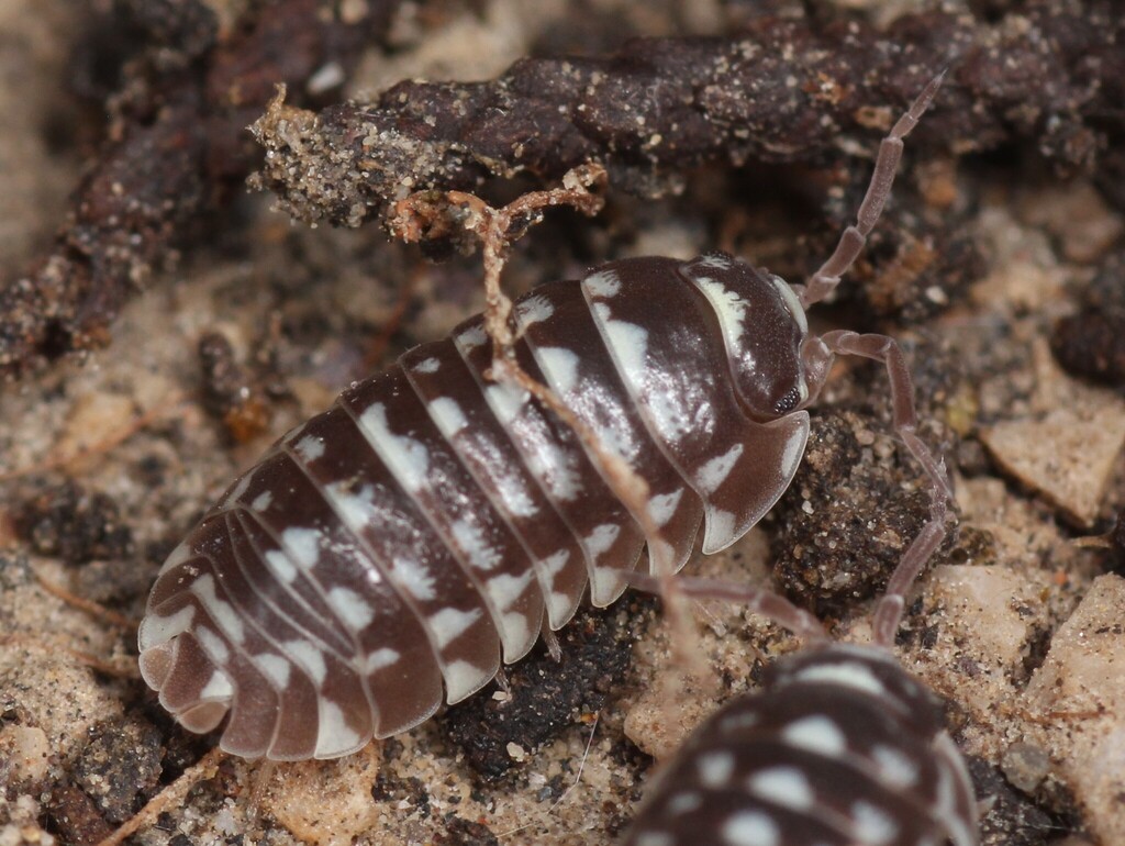 Armadillidium maculatum