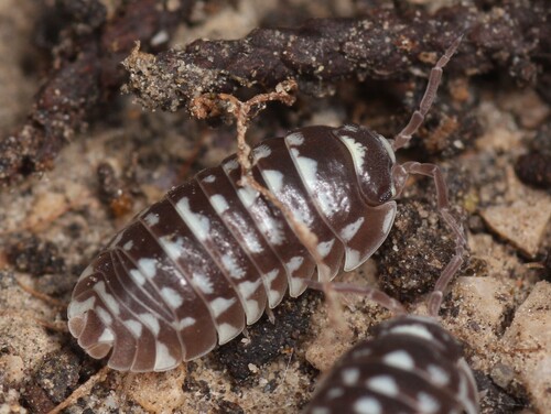 Armadillidium maculatum
